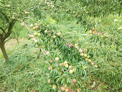 金年会|jinnianhui金年会·(金字招牌)诚信至上官网